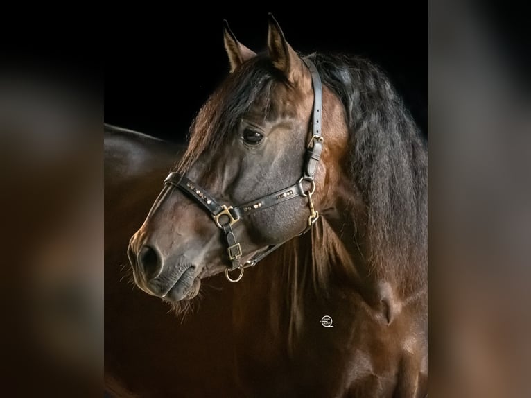 PRE Stallion 13 years 16,2 hh Bay-Dark in Fischamemd