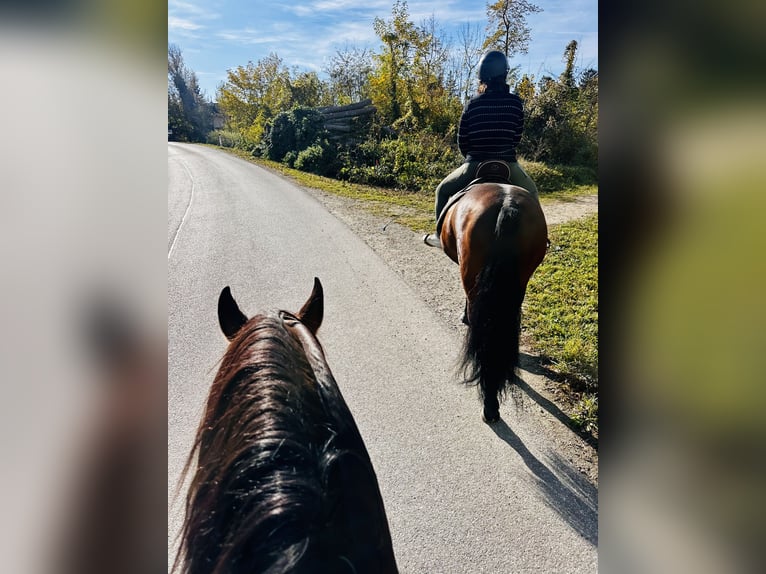 PRE Stallion 13 years 16,2 hh Bay-Dark in Fischamemd
