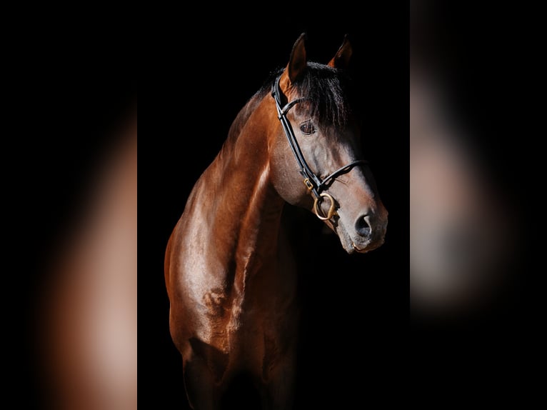 PRE Stallion 13 years 16,2 hh Bay-Dark in Fischamemd