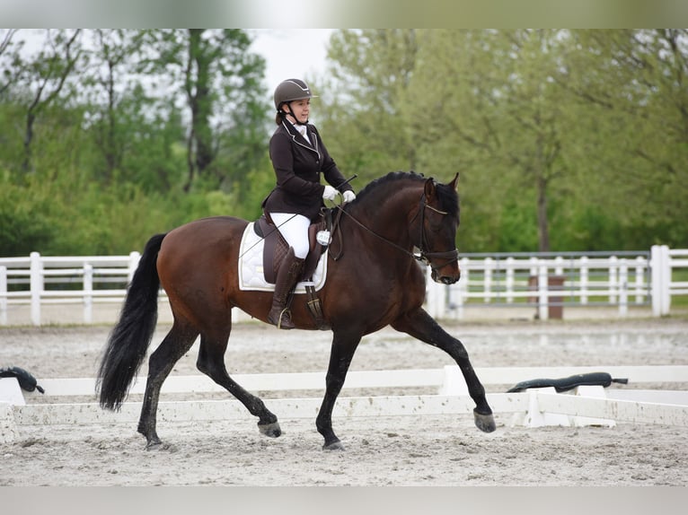 PRE Stallion 13 years 16,2 hh Bay-Dark in Fischamemd