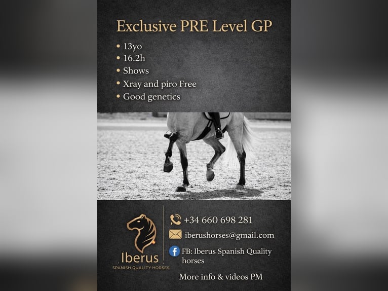 PRE Mix Stallion 13 years 16,2 hh Grey in Talarrubias