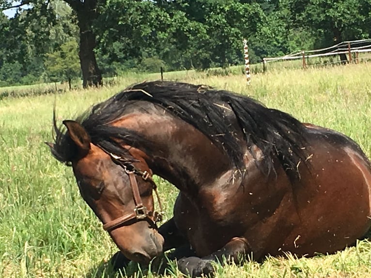 PRE Stallion 13 years 16,3 hh Bay in Ratingen