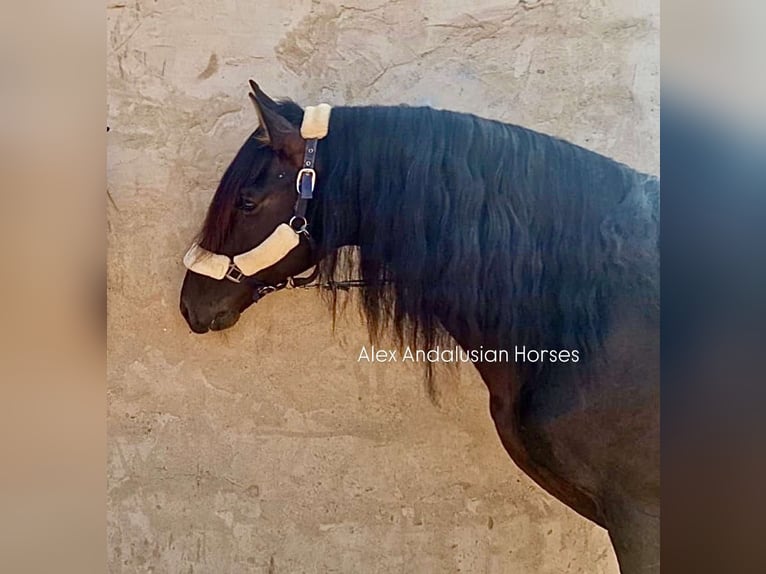 PRE Mix Stallion 14 years 15,2 hh Black in Sevilla