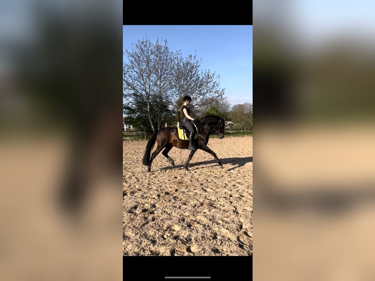 PRE Stallion 14 years 15,2 hh Brown in Roßdorf