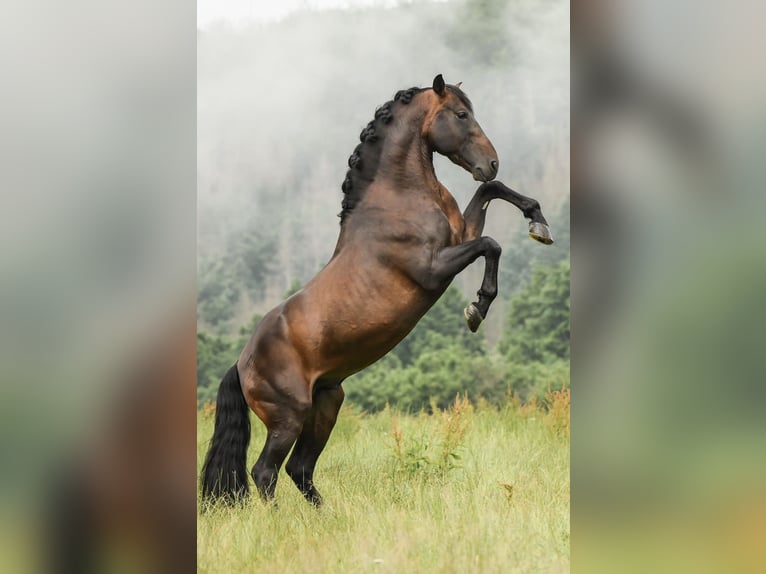 PRE Stallion 14 years 15,2 hh Brown in Roßdorf