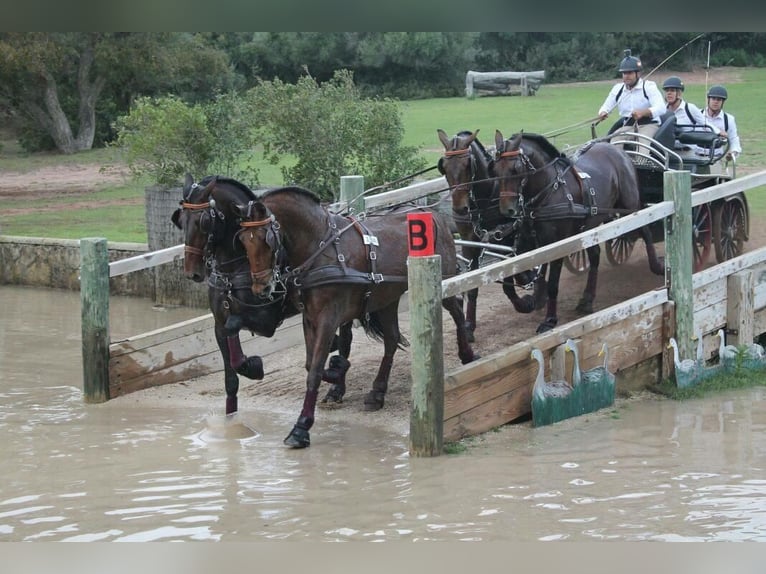 PRE Stallion 14 years 15,2 hh Brown in Roßdorf