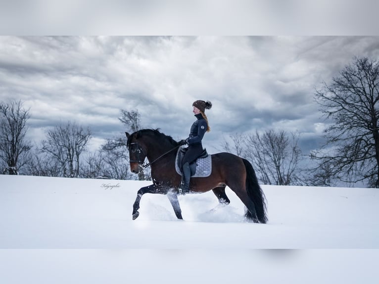 PRE Stallion 14 years 15,2 hh Brown in Roßdorf