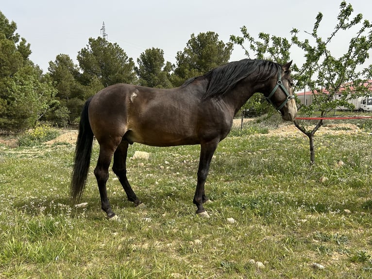 PRE Stallion 14 years 15,2 hh Dun in Huescar