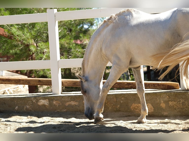 PRE Mix Stallion 14 years 15,2 hh Gray in Hamburg