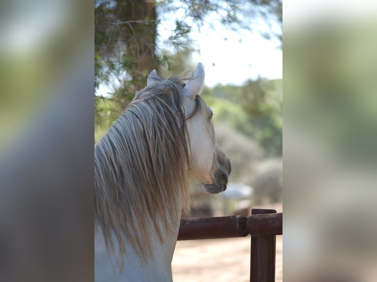 PRE Mix Stallion 14 years 15,2 hh Gray in Hamburg