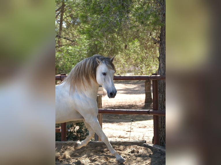 PRE Mix Stallion 14 years 15,2 hh Gray in Hamburg