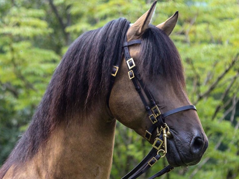 PRE Mix Stallion 14 years 15,2 hh Buckskin in Bad Feilnbach