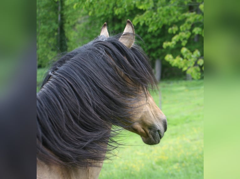 PRE Mix Stallion 14 years 15,2 hh Buckskin in Bad Feilnbach