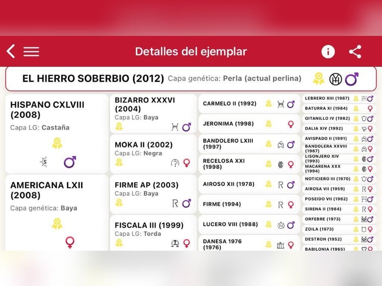 PRE Stallion 14 years 15,2 hh Perlino in Galaroza (Huelva)