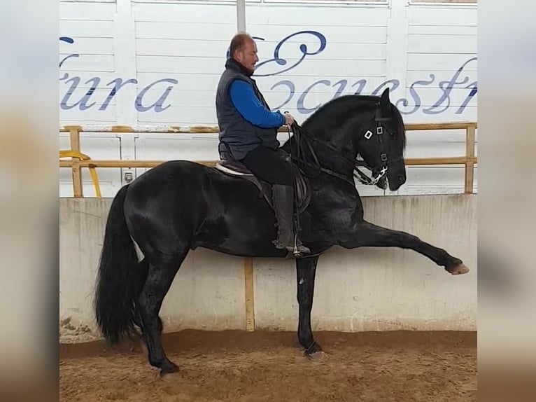 PRE Mix Stallion 14 years 16.1 hh Black in AvonBadajoz