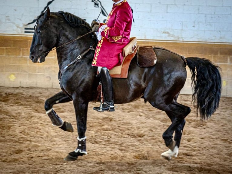 PRE Mix Stallion 14 years 16.1 hh Black in Navas Del Madroño