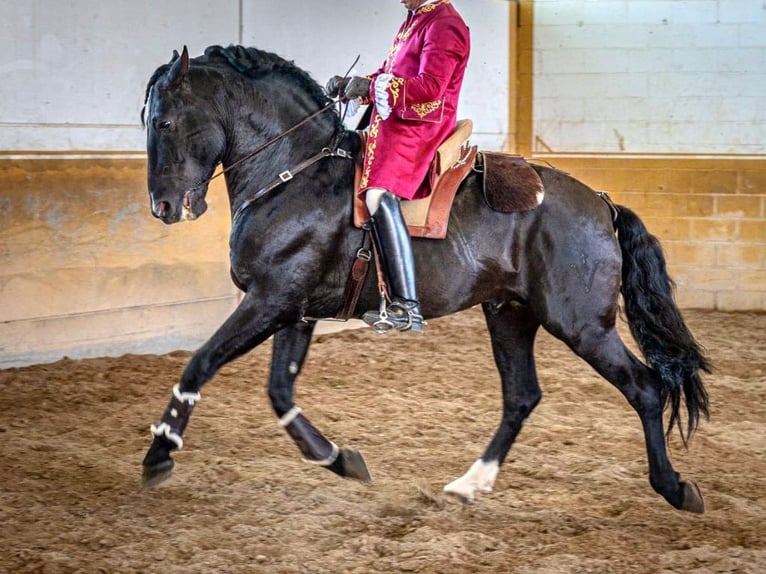 PRE Mix Stallion 14 years 16.1 hh Black in Navas Del Madroño
