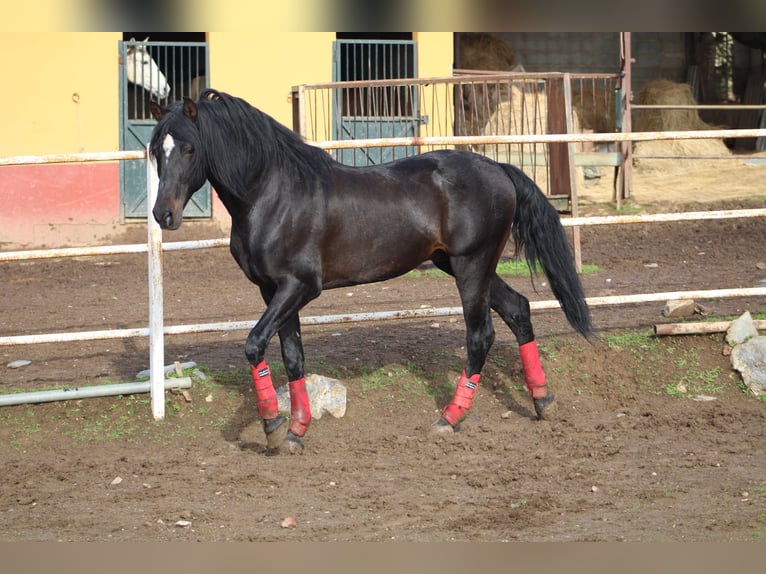 PRE Stallion 14 years 16,1 hh Smoky-Black in Oliva De La Frontera