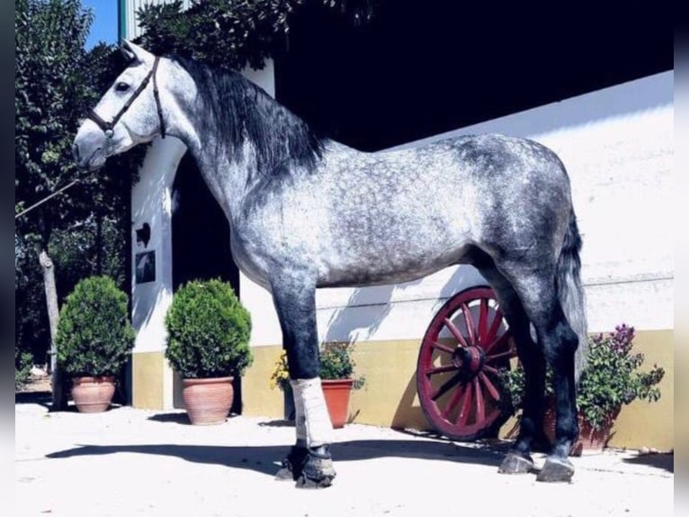 PRE Stallion 14 years 16,2 hh Gray in NAVAS DEL MADROÑO