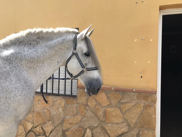 PRE Mix Stallion 14 years 16,2 hh Gray-Dapple in Martfeld