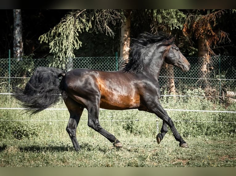 PRE Stallion 14 years 16 hh Bay-Dark in Aldingen