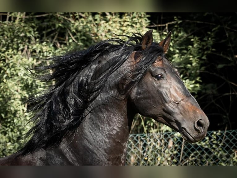 PRE Stallion 14 years 16 hh Bay-Dark in Aldingen
