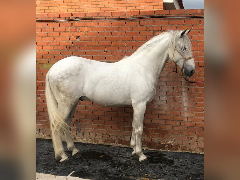 PRE Mix Stallion 14 years 16 hh Gray in Madrid