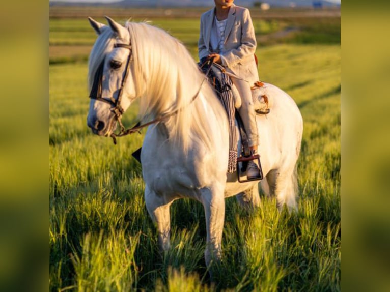 PRE Mix Stallion 14 years 16 hh Gray in Madrid