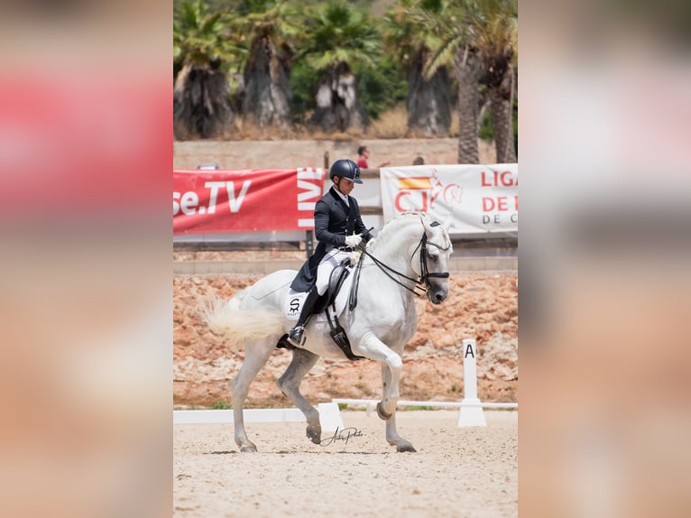 PRE Stallion 14 years 16 hh Grey in Pedralba