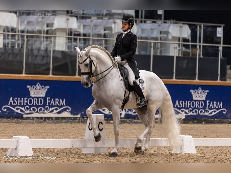 PRE Mix Stallion 14 years 16 hh White in Rebecq