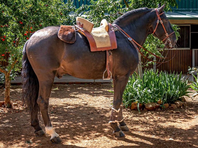 PRE Mix Stallion 14 years 16,1 hh Black in Navas Del Madroño