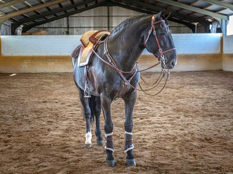 PRE Mix Stallion 14 years 16,1 hh Black in Navas Del Madroño