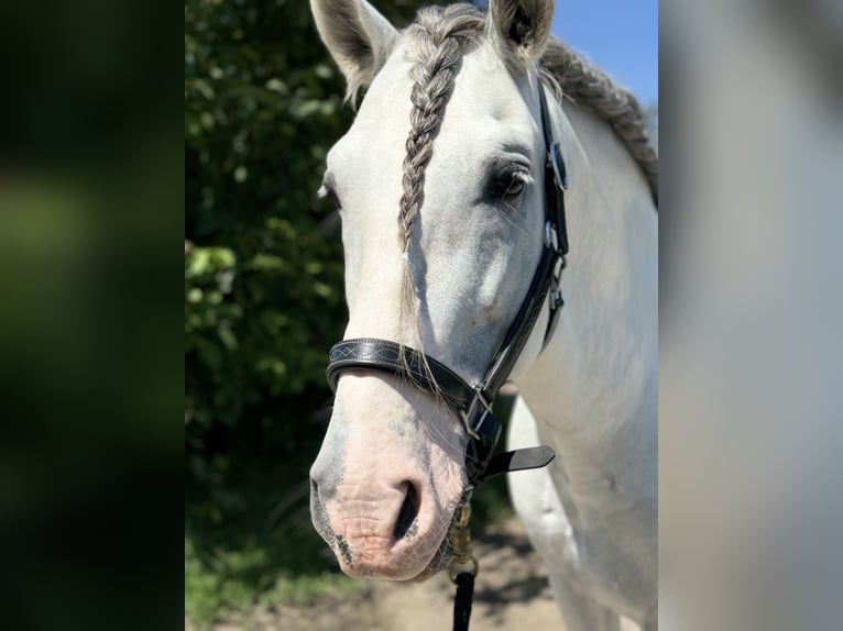 PRE Mix Stallion 14 years 16,1 hh Gray in Gro&#xDF;-Enzersdorf