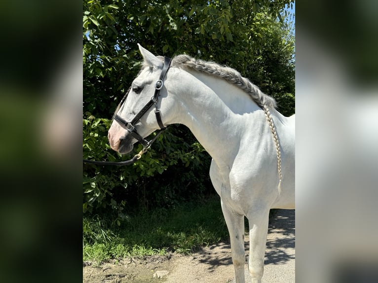 PRE Mix Stallion 14 years 16,1 hh Gray in Gro&#xDF;-Enzersdorf
