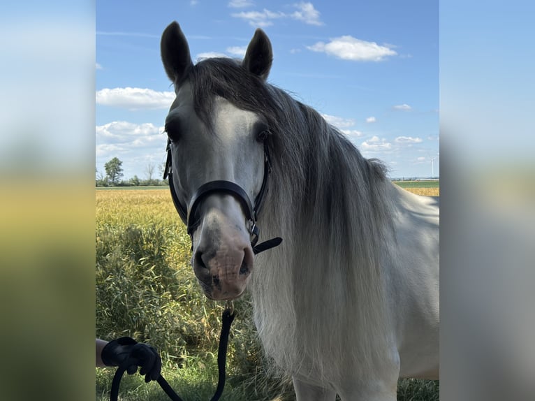 PRE Mix Stallion 14 years 16,1 hh Gray in Gro&#xDF;-Enzersdorf