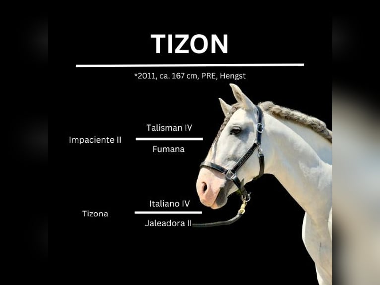 PRE Mix Stallion 14 years 16,1 hh Gray in Gro&#xDF;-Enzersdorf