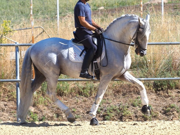 PRE Mix Stallion 14 years 16,1 hh Grey in NAVAS DEL MADRONO