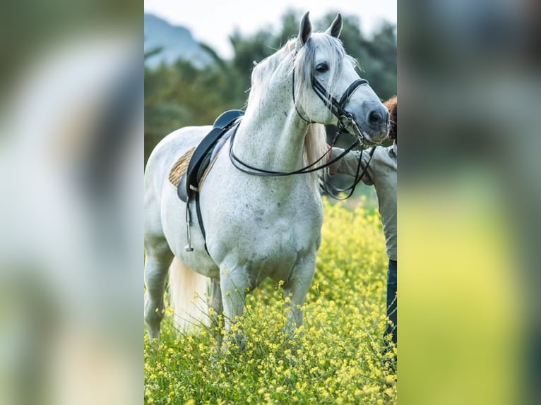 PRE Mix Stallion 14 years 16,2 hh Grey-Dapple in Martfeld