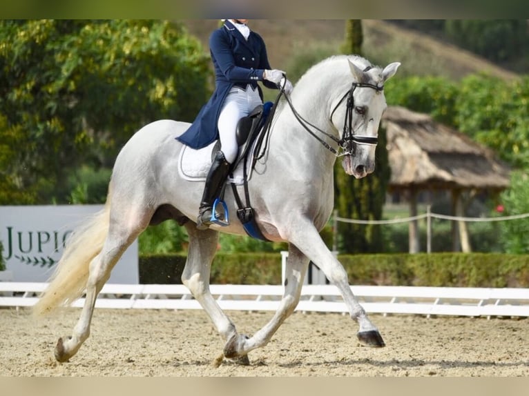 PRE Stallion 14 years 17,1 hh Gray in Estepona