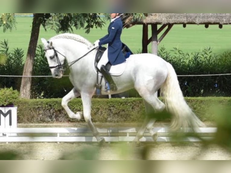 PRE Stallion 14 years 17,1 hh Gray in Estepona