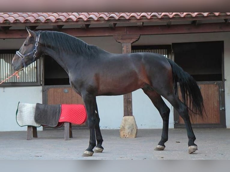 PRE Stallion 14 years Bay-Dark in Soria