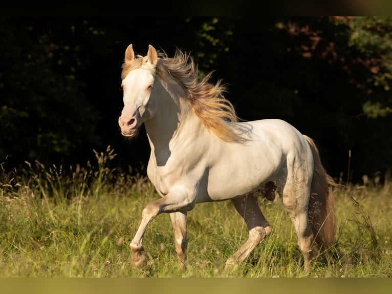 PRE Stallion 14 years in Feuchtwangen