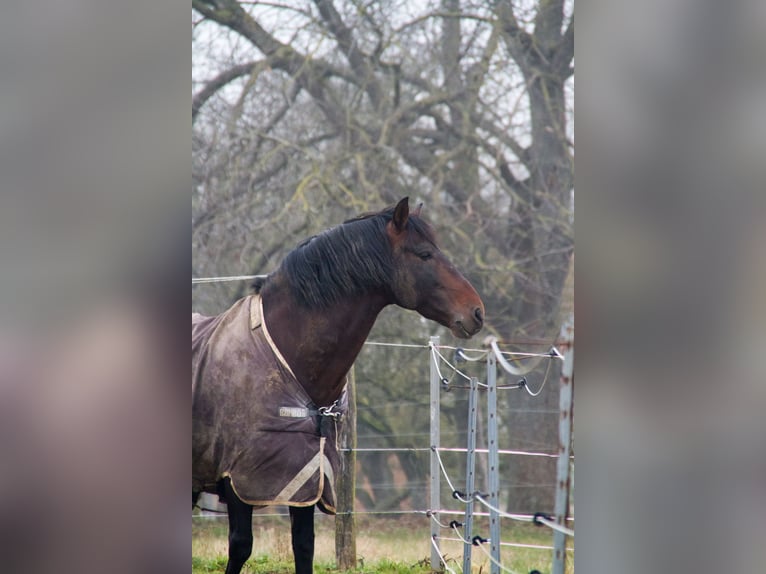 PRE Stallion 15 years 15,2 hh Bay-Dark in Roßdorf