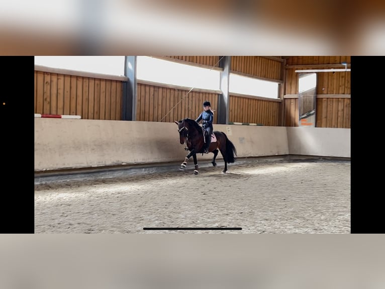 PRE Stallion 15 years 15,2 hh Bay-Dark in Roßdorf