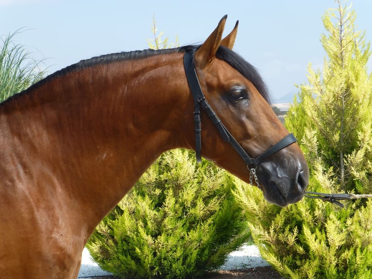 PRE Stallion 15 years 16,1 hh Bay in Sax