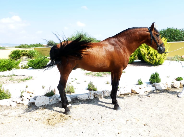 PRE Stallion 15 years 16,1 hh Bay in Sax