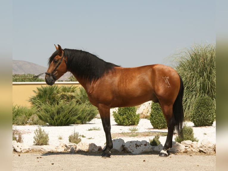 PRE Stallion 15 years 16,1 hh Bay in Sax