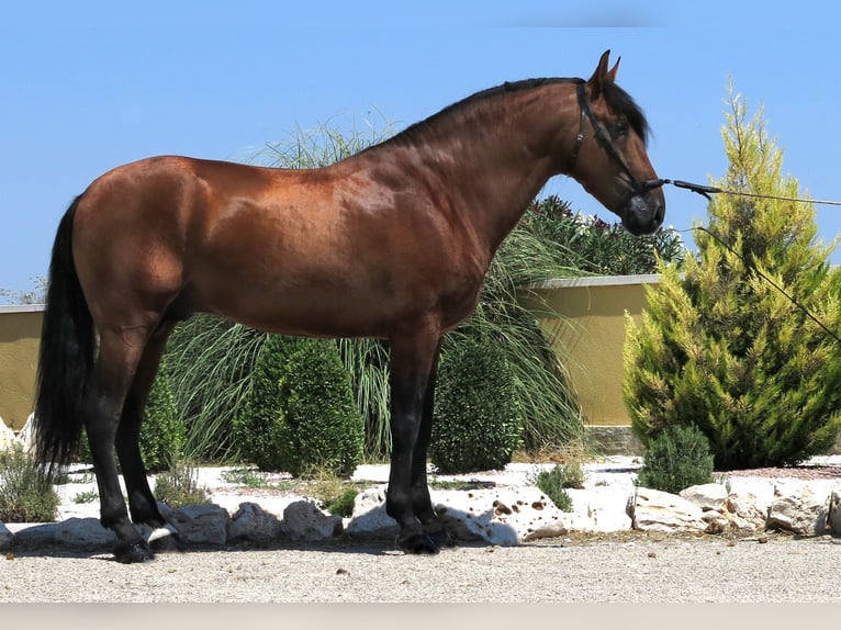 PRE Stallion 15 years 16,1 hh Bay in Sax