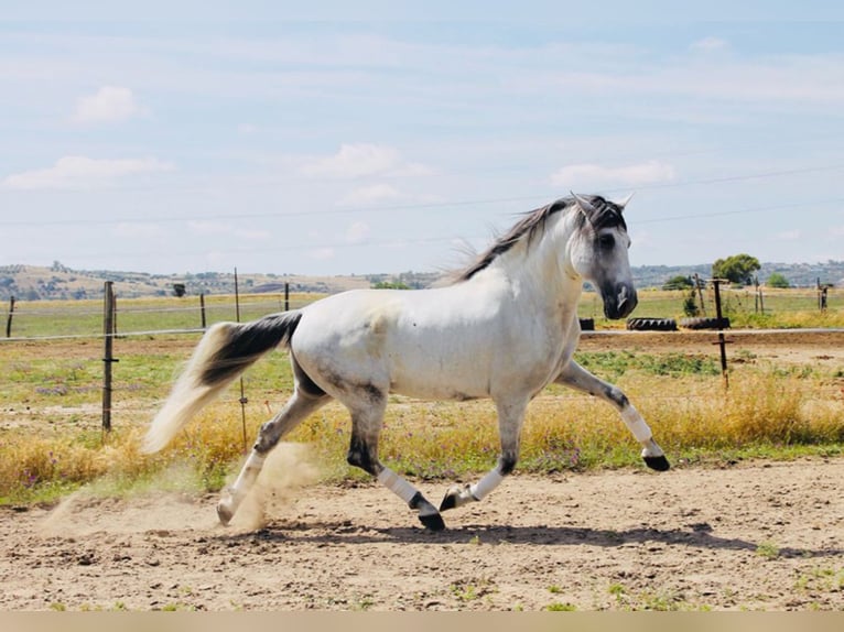 PRE Mix Stallion 15 years 16,1 hh Gray in Madrid