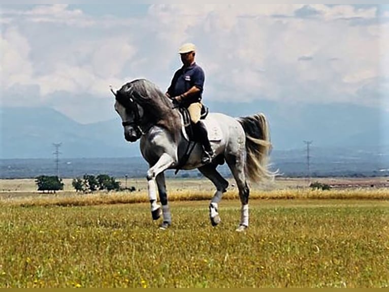 PRE Mix Stallion 15 years 16,1 hh Gray in Madrid